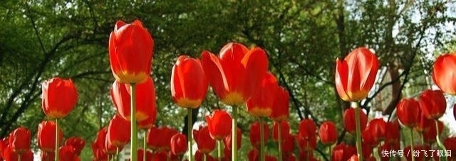 就可以|这种花像“酒杯”,不怕冷好养活,曾经的“天价花”,现在处处开