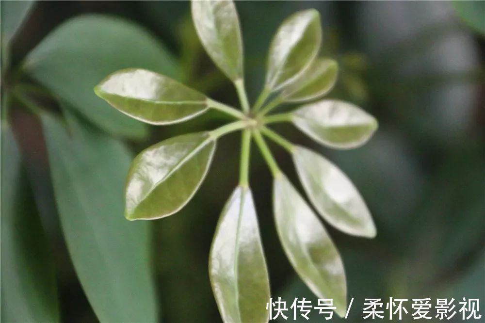 长寿|要想身体健康长寿,家庭必备的几种植物!