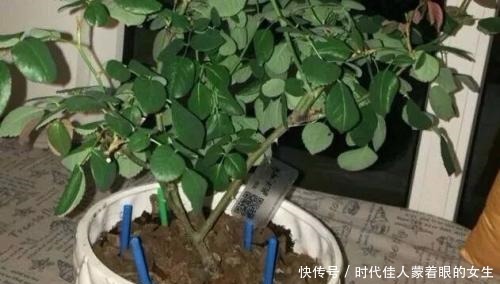 浇水前做个“小动作”,养花从来不烂根,个个猛开花,刹不住闸