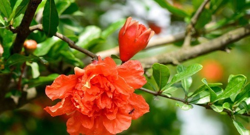 在家不如养盆石榴花,养护记以下3个小技巧,花开灿烂硕果累累