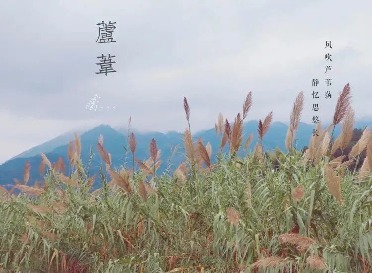 星空|芦花飞“雪”！秋末初冬的限定美景，再不来打卡可就要错过啦！