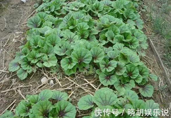 水果|曾是皇室贡品,含钙量居水果之首,如今却被认为是种植骗局