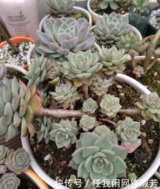 养多肉,不讲究,风风雨雨,依然安好