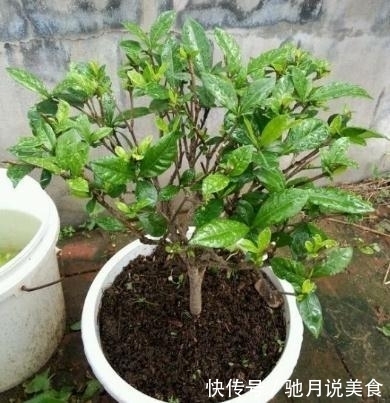 立冬养花要“狠心”，这四种花齐唰唰剪一刀，帮助冬眠，安全越冬