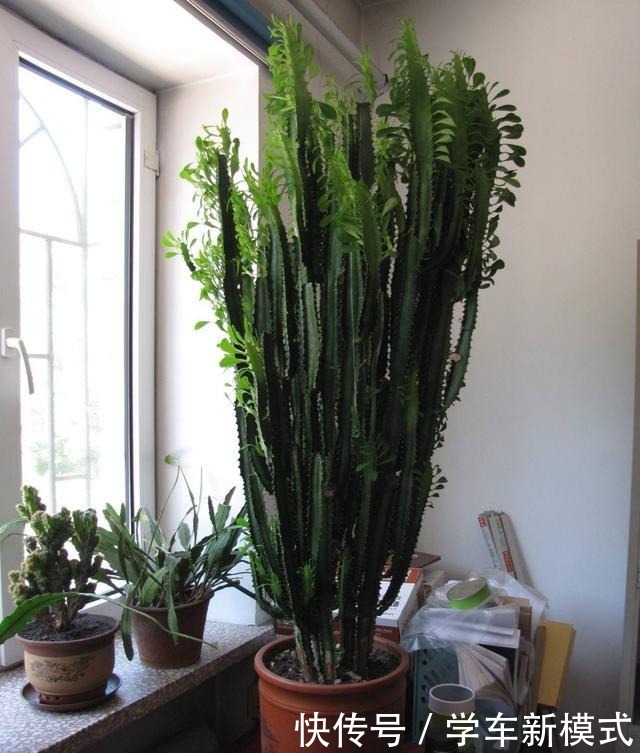 4种怕水的绿植,你越懒越不浇水,反而长得更好,浇水就烂根!