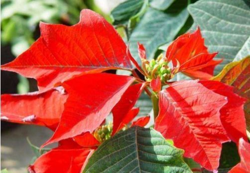 此款植物最耐寒,适合深秋初春,开花量大,花开枝繁叶茂