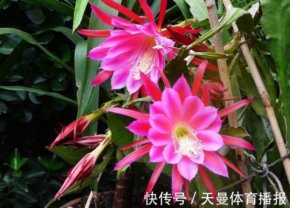 金桔|家里要养4种花，开花吉祥喜庆，家里养一盆，招财又纳福