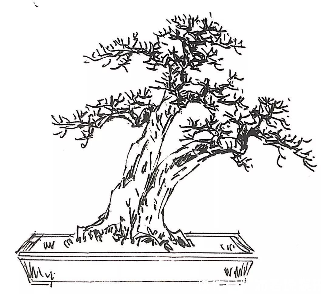 罗汉松芽|罗汉松芽接案例分享,台长教你玩出别出心裁的岭南盆景!