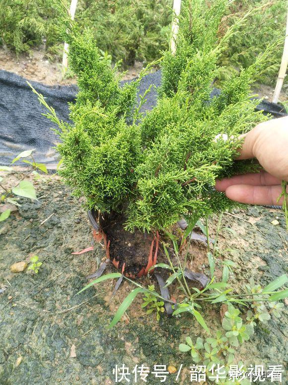 家里不能养的花，这3类绿植，白送都不要，危害巨大不建议养