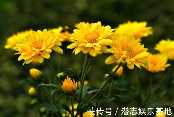 4种漂亮花，好打理，易爆盆，适合新手养，轻松养爆盆！