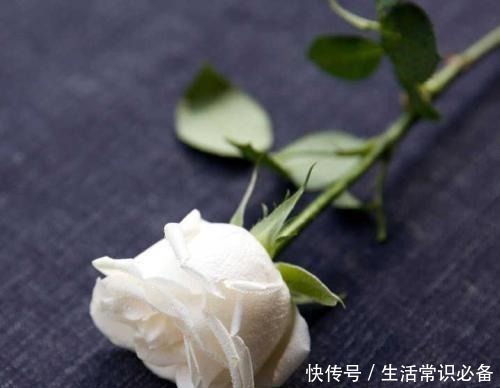 玫瑰花,最美的“4种”,随便养一盆,比香水好闻,比牡丹更好看!