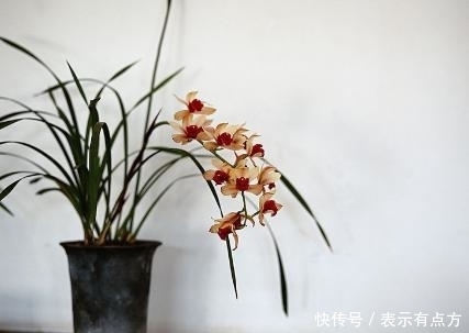 花中娇客|盆景价值排行榜,你养了吗?