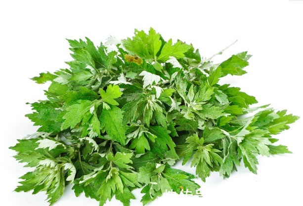 益母草|66种野菜大图片，带你见识不同的野菜和吃法，你想要的野菜这里有