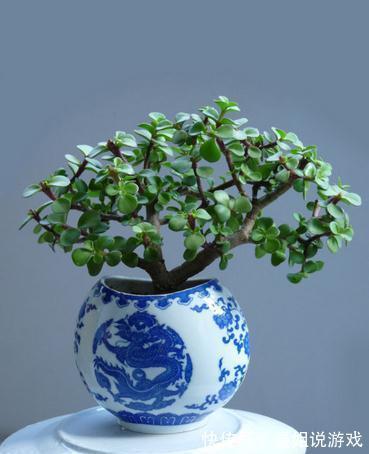 6大“富贵花”，能养几十年，花大雍容又华丽，能养成“传家宝”