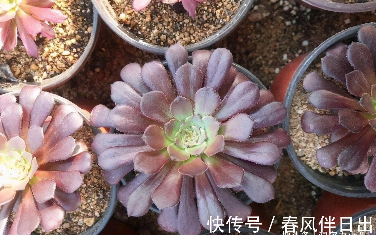 养护|多肉法师有“三怕”,难怪叶片哗哗掉,避开半年内逆袭成小老桩