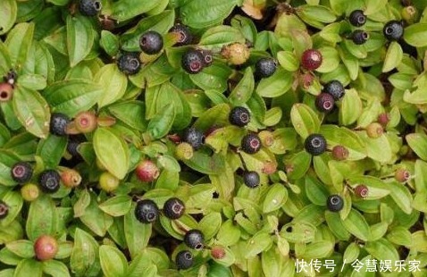 清热解毒|农村常吃一种野果,具有活血止血、清热解毒之功效,称为天然钙库