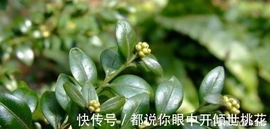 树桩|山上这种老“树桩”，遇见请捡回家，养上三、五年，价值翻几翻