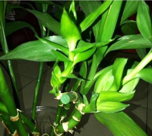 药片|富贵竹一黄叶就死赶紧用这“2种药”，养上10天，绿芽冒不停！