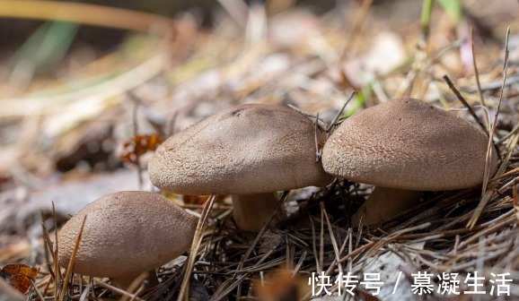 吃法|68种野菜图片，教你认识不同的野菜和吃法，你想要的野菜这里都有