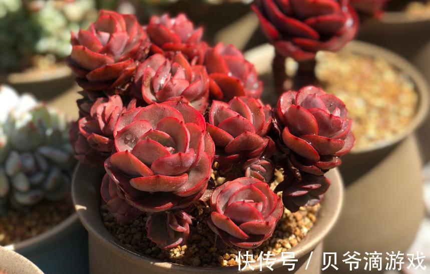 美肉生活的第一步,如何优选多肉,远离选择误区