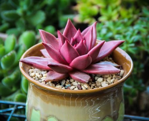 罗密欧|4种多肉,适合夏天养,叶片红彤彤,轻松胖成球