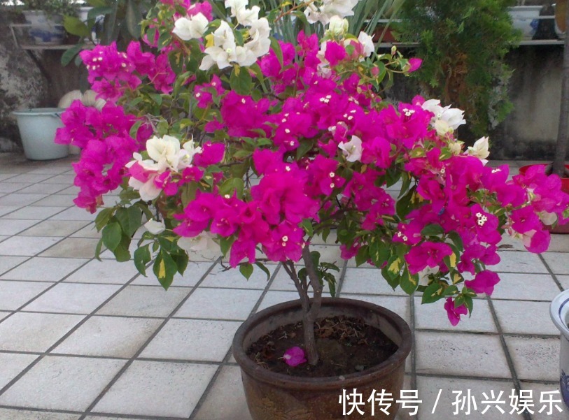 家中养殖的三角梅开花了吗用点“催化水”很是管用，不久可开花