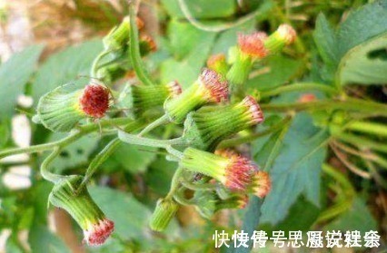 食用价值|农村一种常见野菜，农民总认为它是茼蒿，其实比茼蒿更为营养