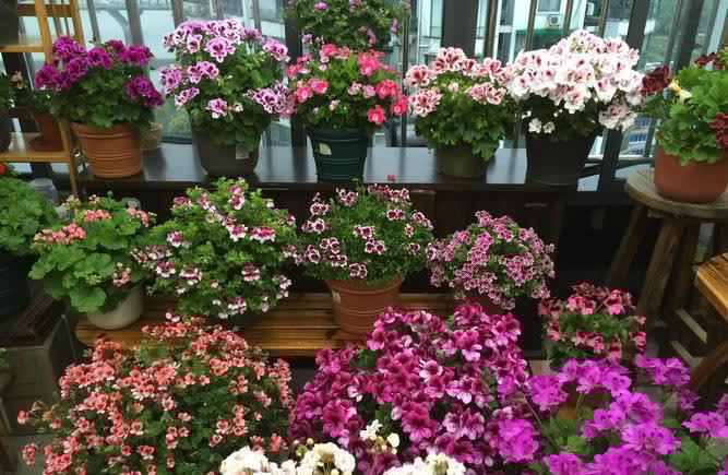 大岩桐|二三月份,又是扦插好季节,这几种花,相对来说最合适