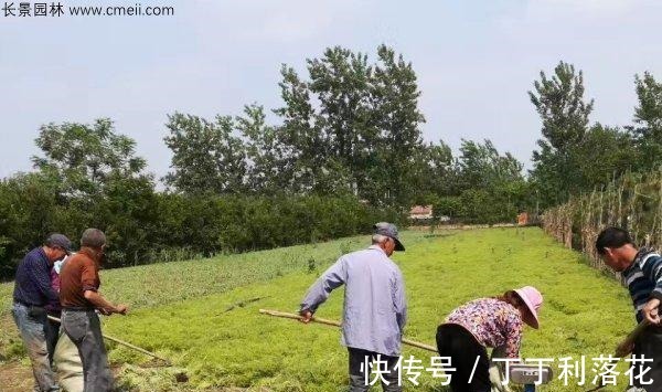 佛甲草|佛甲草能长多长！