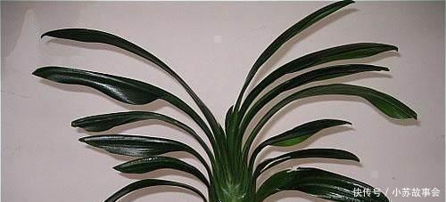 君子兰别用土培了,烂根太严重,就用它养,再也不烂根!