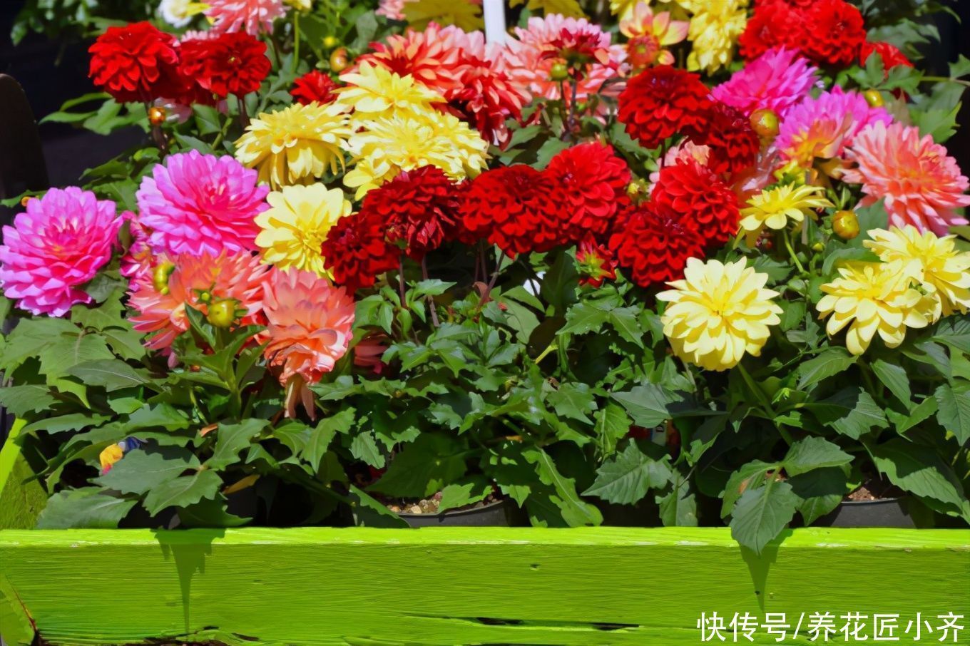 花园|它是花园的“顶梁柱”,从春开到秋,从来不嫌累,关键是好养