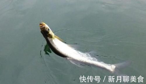 铅钓|手竿钓翘嘴鱼最佳钓法，当飞铅钓遇上包食钓，半天狂拉十几斤！