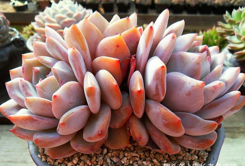 夏季|多肉橙梦露非常漂亮，且越“虐”越美，那么夏季还可以购买吗？