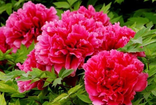 家中养三花,旺人又旺家,老祖先留下的经验,真的有道理