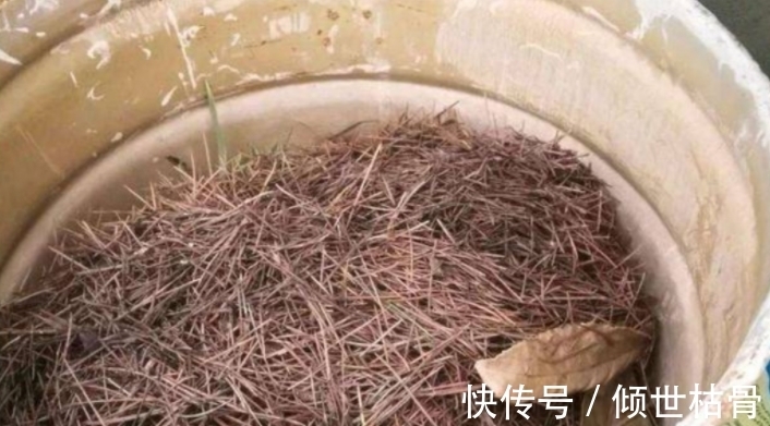 植物|用对方法养花很关键！植物上盆前“掺”它们，土壤就不会结块