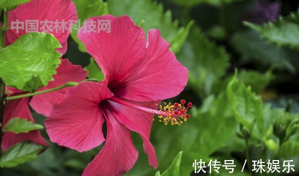 高颜值的扶桑花,这样养护花朵更艳,花期更长久
