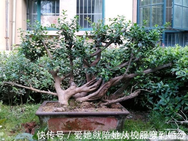 种植|家养一盆枸骨盆景,叶片青翠风景好,从年头赏到年尾!
