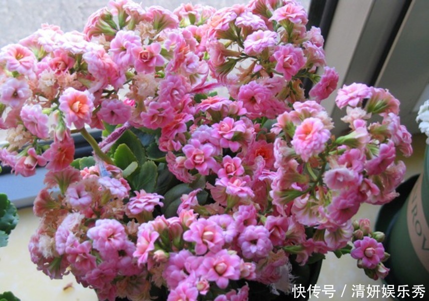 肥料|长寿花这样养，春天花朵呼呼开，一年养成漂亮老桩！