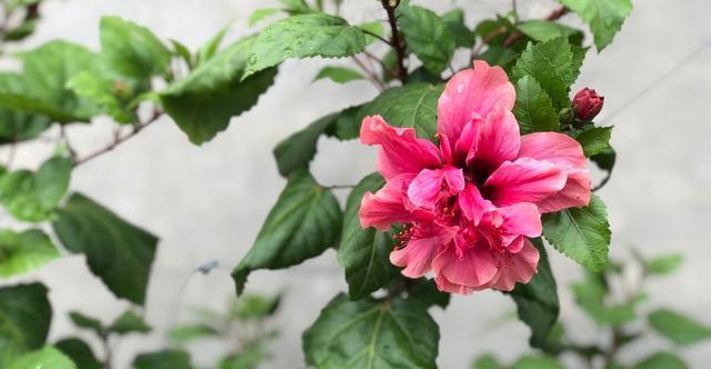 扶桑花|才知道,以下的花,养殖简单,开花漂亮,花期还长,一定要养几盆