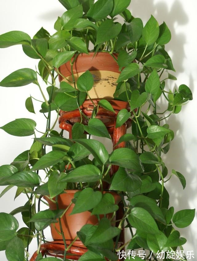 叶片|绿萝的最爱,家家都有,2周喂一点,叶子油绿翠亮,新叶巴掌大