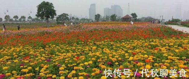 最适合家养的几种花，花期长还不招虫子，你家种了几盆