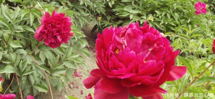 盆花|喜欢养花,就养一盆花中精品公丁香,花开妖艳,香味迷人