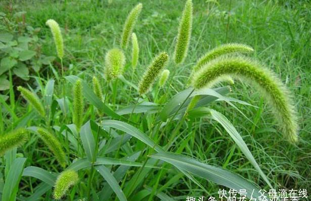 老年|农村很普遍的野草,过去常被人们拿来喂牛羊,殊不知有多种用途