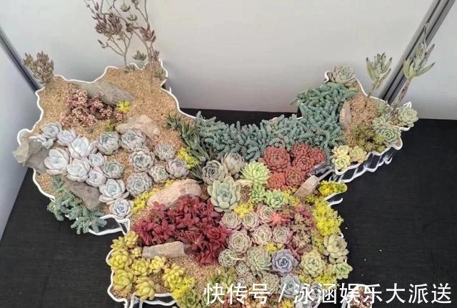 盆栽|她在医院垃圾桶“捡篮子”，拿来种多肉“颜值高”，人见人爱