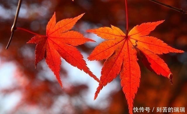 相思病@李煜最凄美的一首词,开篇便令人惊艳,连枫叶都染上了相思病