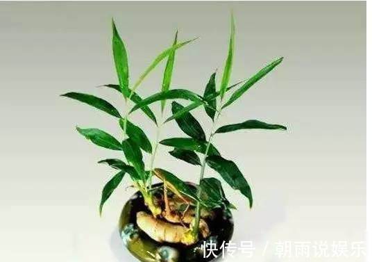 绿萝|丢水里就能长得很好的6种蔬菜,比花美、比绿萝还好养!