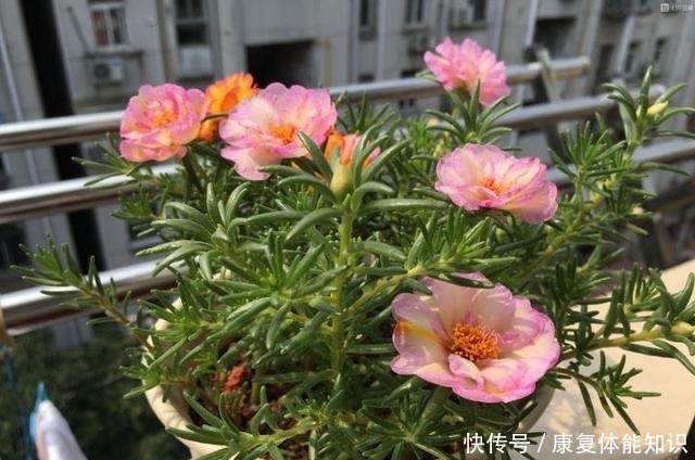 养太阳花，绑1根竹签再修剪，长成开花多、惊艳独特的老桩！