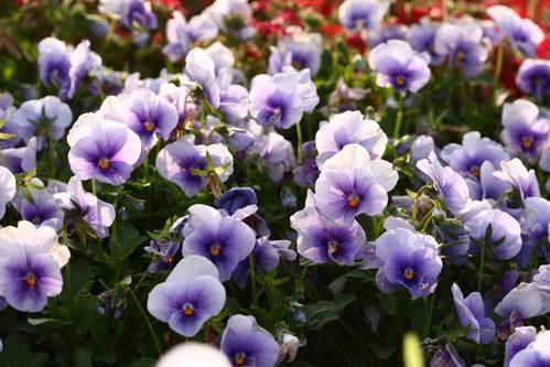 别再养绿萝了,试着养4种花,花叶俱美,四季开花,新手也会养