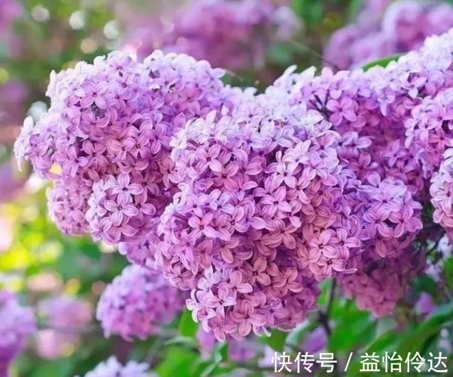 花蕾|几款花卉,花大色艳胜玫瑰,四季有花开,花香四溢飘满屋