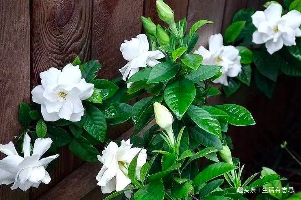 家里养的花切莫乱送人，尤其是此“3种”，养人又镇宅，要注意